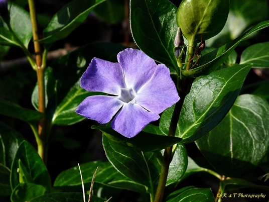 {Vinca major}